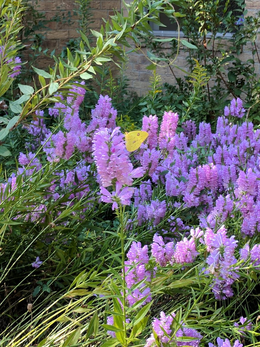 Flowers and Butterfly